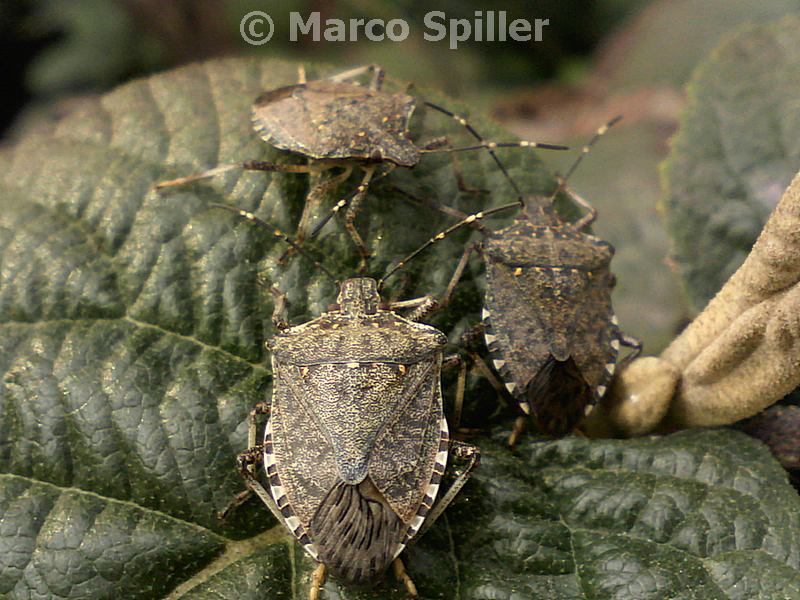 Ancora Halyomorpha halys - un''invasione